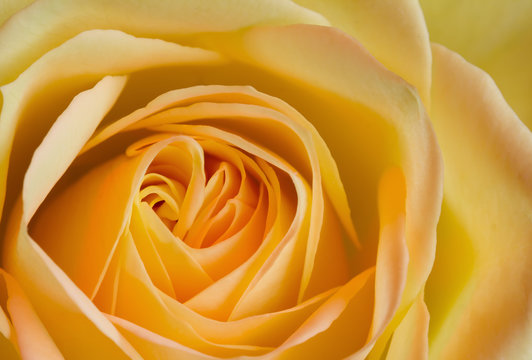 Close up image of orange and yellow rose