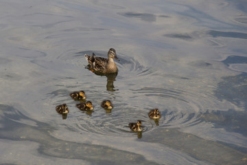 Entenfamilie in Wien