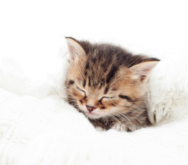 sleeping kitten on a white bedspread