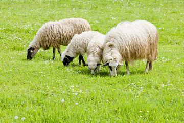 Naklejka na ściany i meble sheep on meadow