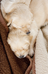 sleeping puppies of golden retriever