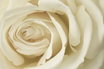 Close up image of cream rose