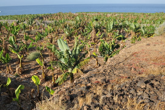 bananeraies de Santiago del teide - Tenerife