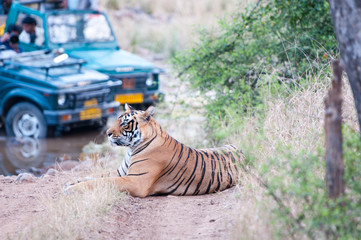 tiger safari in the ranthambhore national park in rajasthan - 64955201
