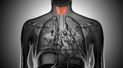 x-ray  illustration of the female thyroid gland - 64955267