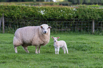 Fototapeta premium lamb and ewe