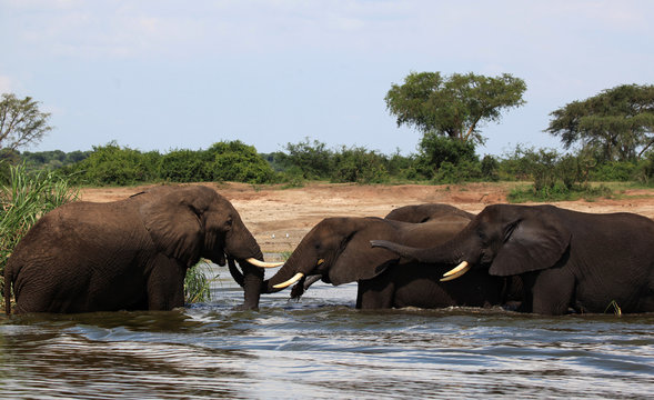 Elephant meeting in the Nile