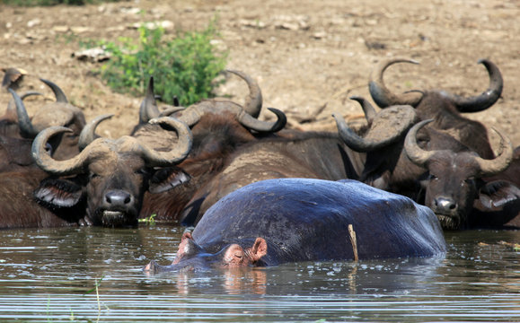 Hippo and Buffalos ni the Nile