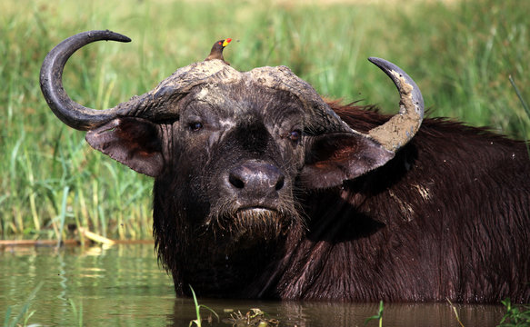 African Buffalo and Oxpicker