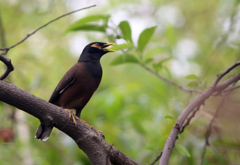 Common Myna of Indian Subcontinent