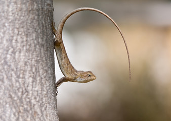 indian gecko with a bent tail on a tree trunk