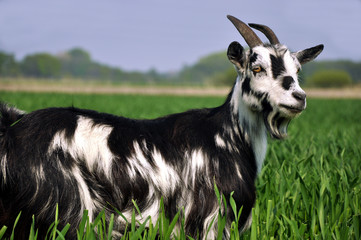 Eine schwarz weiße Ziege in der Natur