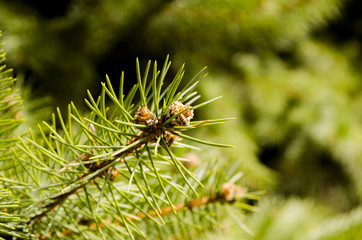 Ever-green fir branches