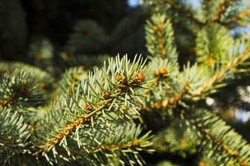 Ever-green fir branches