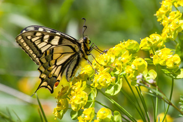 Swallowtail on the flower