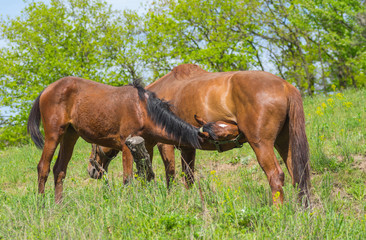 Outdoor feeding in horse's family