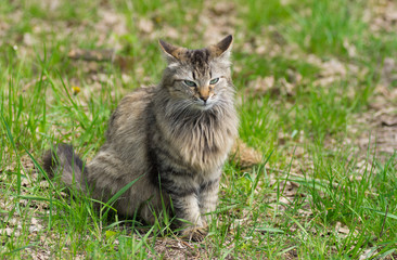 Naklejka na ściany i meble Full body portrait of long-haired cat sitting in spring grass