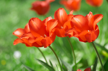 tulips