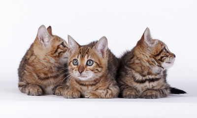 bengal cat