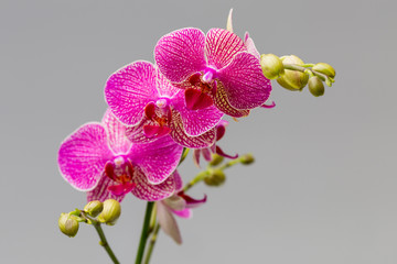 Orchid.