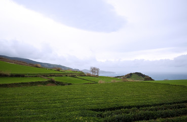 Obraz premium Teefelder