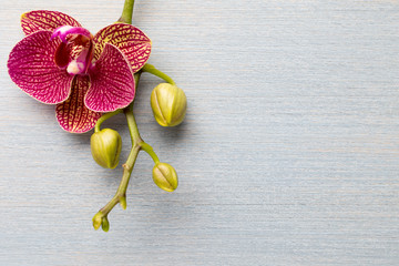 Orchid background.