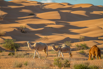 Weisse Kamele