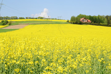 Canola Field, Rape Field