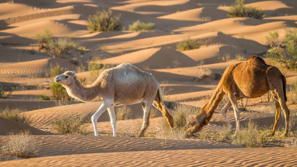 Weisses Kamel in der Wüste