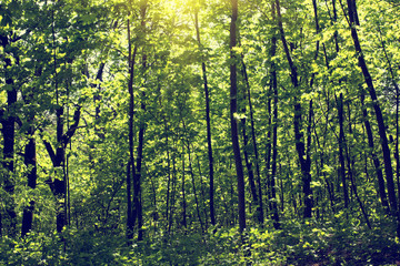 Obraz premium forest grove