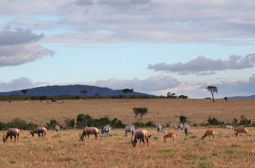 Fototapeta na wymiar Masai Mara - Kenia