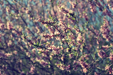 blooming branches with pink flowers in spring