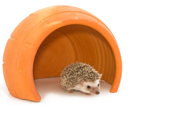 Hedgehog (erinaceus albiventris) in cray pot © praisaeng
