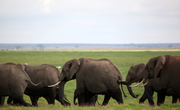 Migrating African elephants