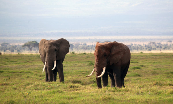 Male elephants in Kenya