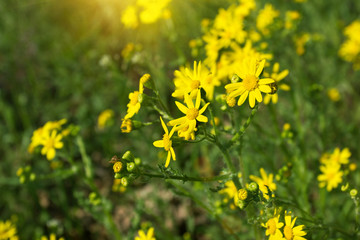 sunlit yellow flowers in a meadow