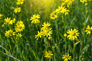 field of sunny yellow flowers