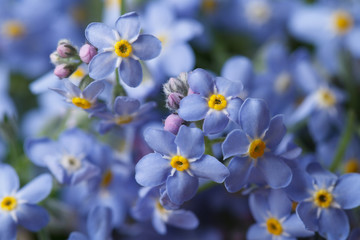 Beautiful floral background of blue forget-me-not - obrazy, fototapety, plakaty