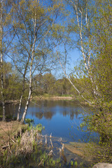Fototapeta na wymiar małe jezioro na początku wiosny