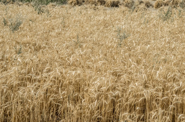 Fototapeta premium Wheat field