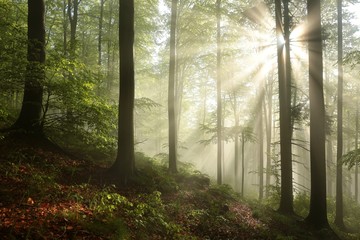 Spring deciduous forest after rainfall on a sunny morning