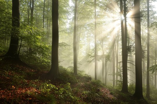 Fototapeta Spring deciduous forest after rainfall on a sunny morning