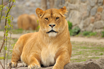 Fototapeta na wymiar Lioness.