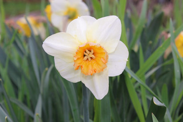 Narcissus flower. Pink Charm © johnbeatl