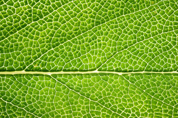 Salbeiblatt -Detail