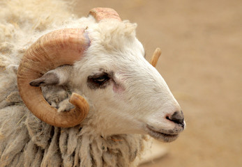  The head of a ram.
