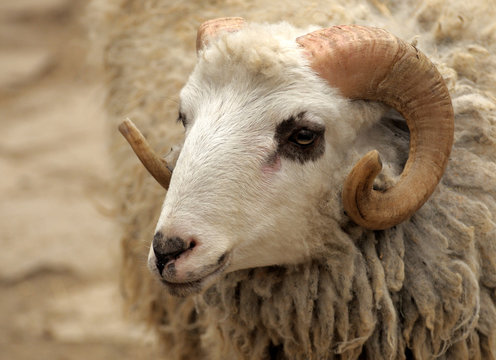  The head of a ram.