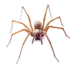 Spider isolated