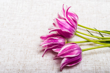 Purple spring tulips on the canvas