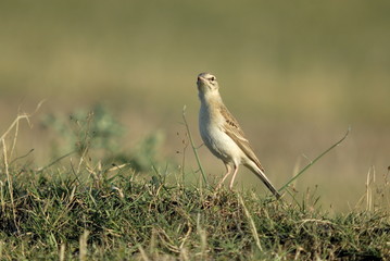 Brachpieper (Anthus campestris)